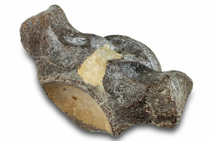 Fossil Mosasaur (Halisaurus) Dorsal Vertebra - Texas #284472